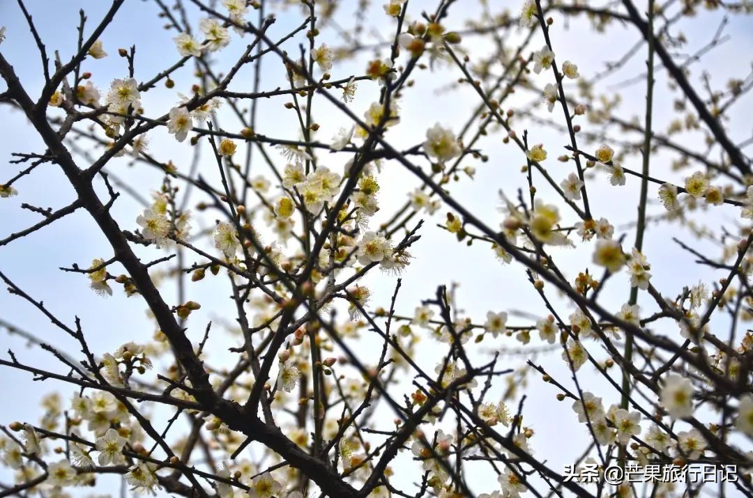 广州除了萝岗还有什么地方看梅花,广州萝岗还有梅花看吗