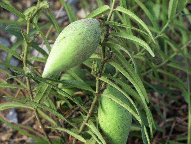 若是在农田里遇见这种“羊奶瓜”，请保护起来，因为它珍贵、值钱