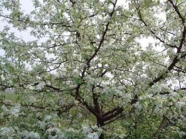 棠梨花映白杨树,棠梨花映白杨树的意境