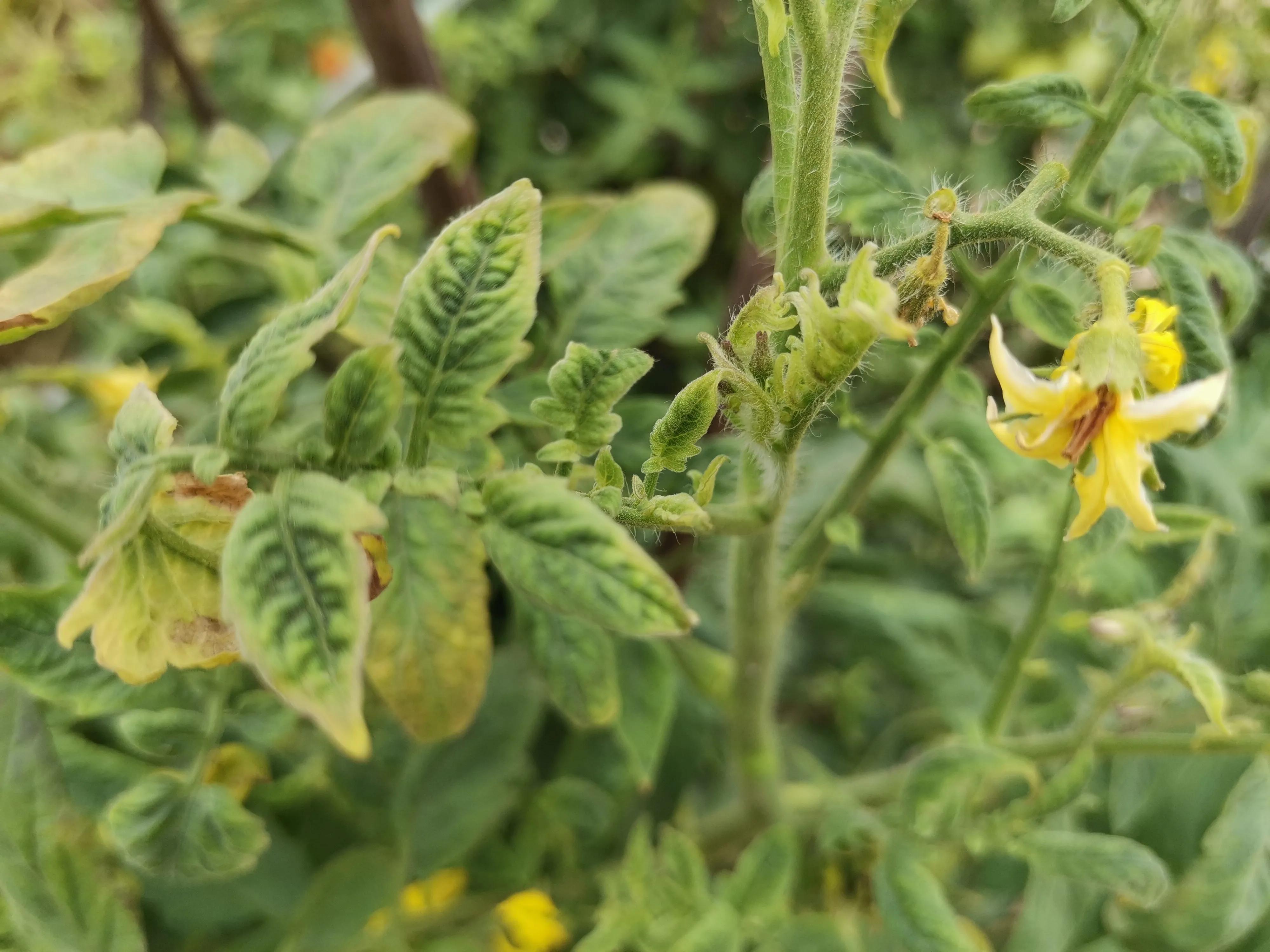 番茄叶片浓绿发暗无光泽怎么办,番茄叶片枯萎有黄色粉末