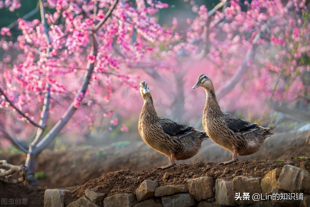 10条有趣的冷知识,很多人不知道的20个趣味冷知识