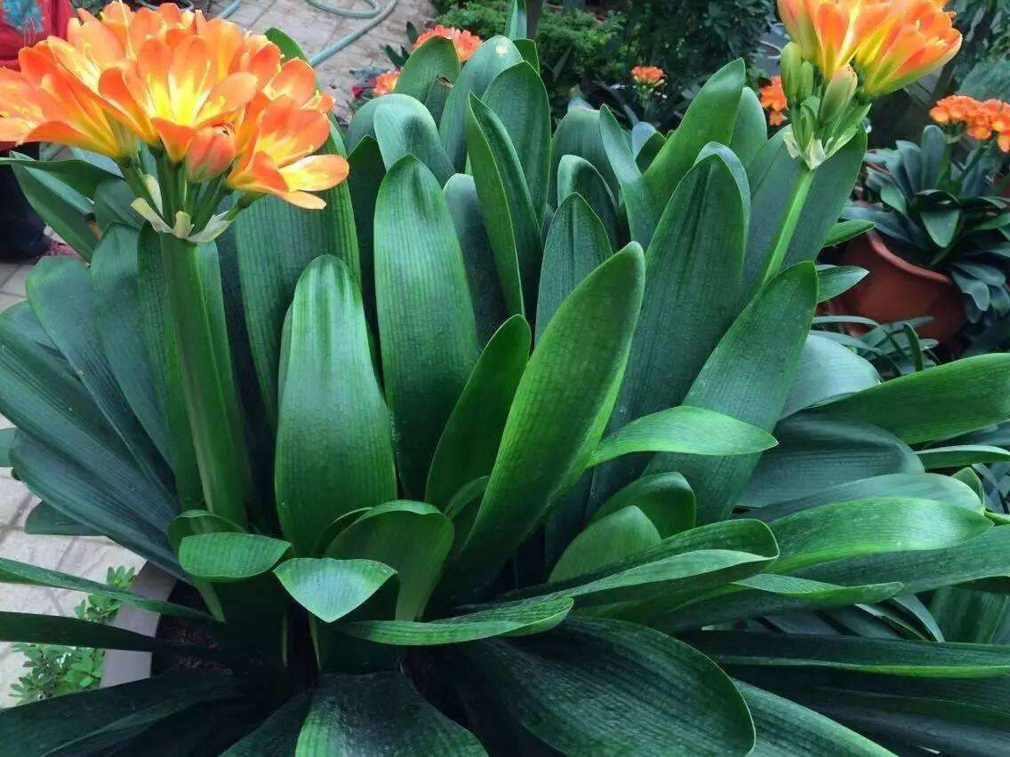 君子兰怎样养叶绿肥根壮,君子兰用什么肥叶绿叶厚