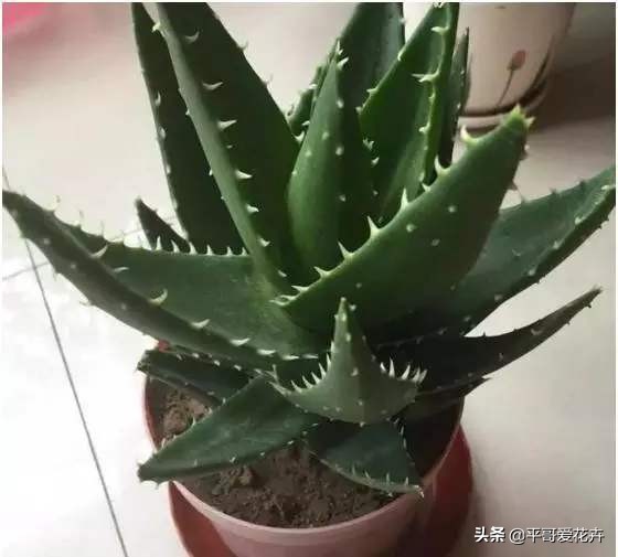 芦荟叶片干瘪怎么办,芦荟的养护技巧叶片干瘪巧处理