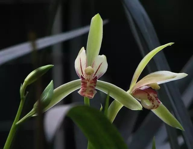 兰花生病怎么治最有效果,兰花病害怎么治愈