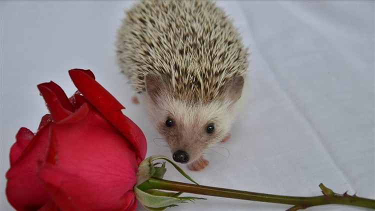 养刺猬宝宝的第一天,刺猬宝宝的养殖方法