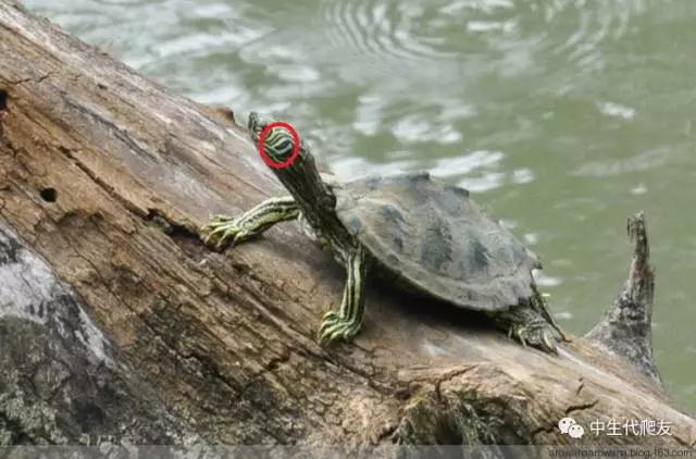 地图龟成体样子,地图龟种类及图解