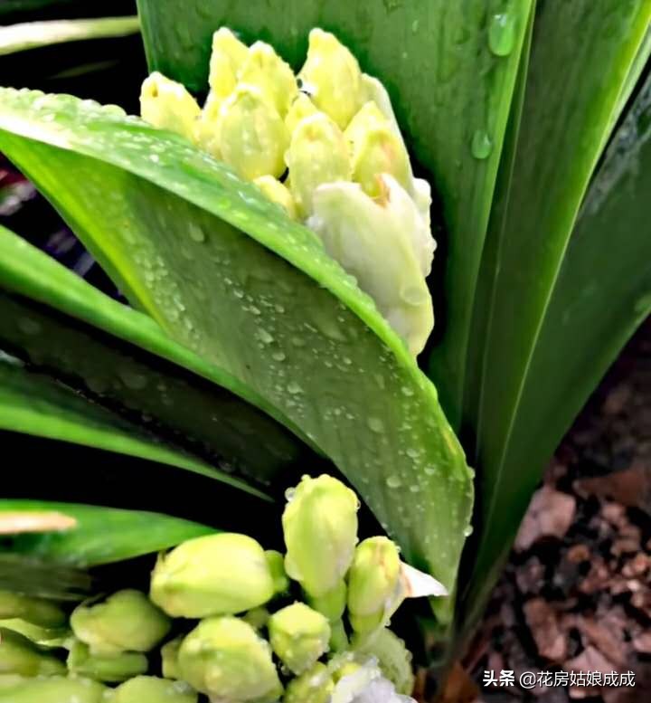 君子兰长花苞还没出来怎么办,君子兰有花苞了不开花怎么办