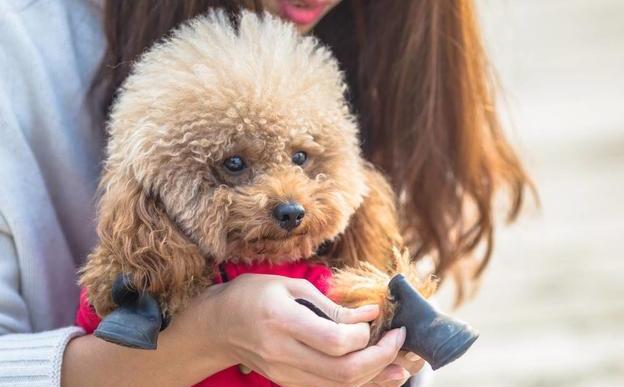 饲养贵宾的6大禁忌,饲养巨型贵宾犬6大禁忌