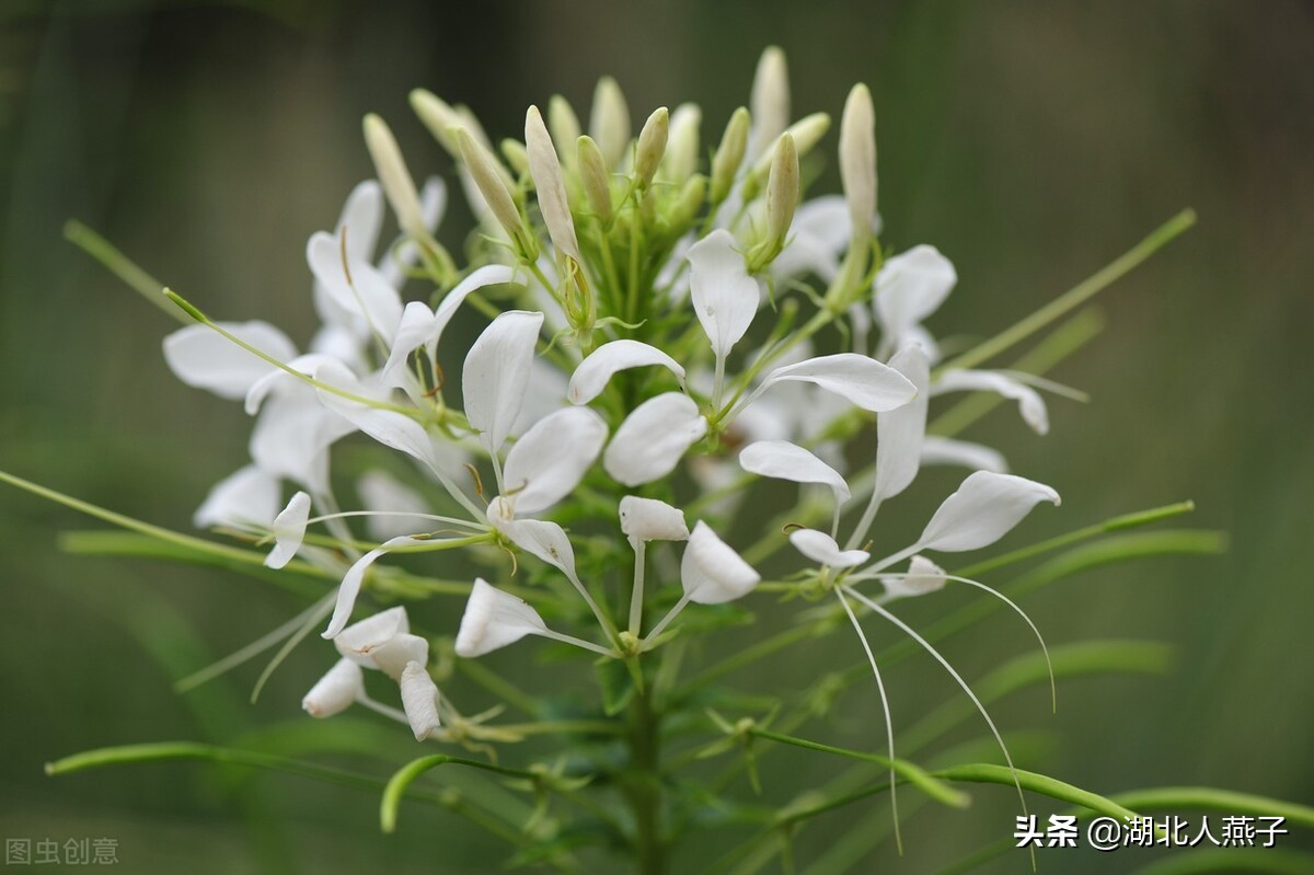 各种可以吃的野菜图片大全及名称 (100种野菜图片大全和名称和吃法)