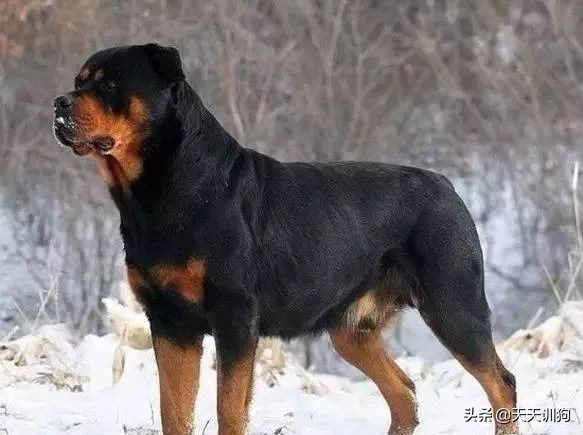 为什么德国犬种那么多,德国大型犬有哪些