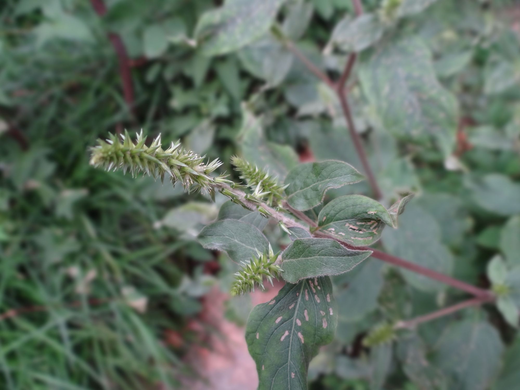 3种植物很“黏人”，一旦被粘住，半天弄不完