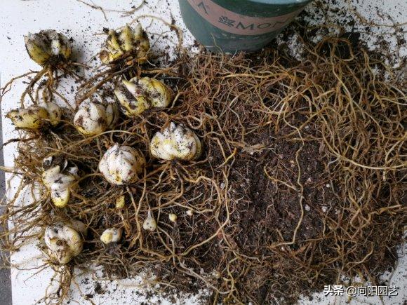 冬天买的百合现在成球了怎么养,冬天买的带芽百合球能开花吗