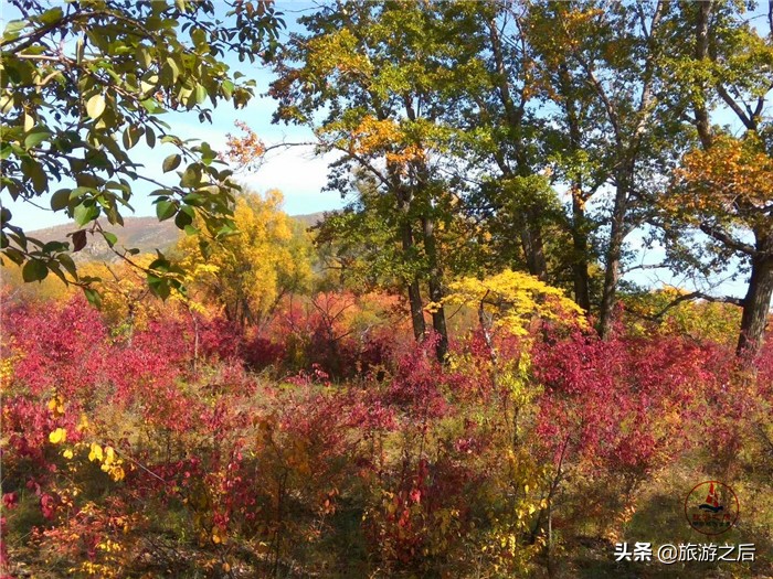 呼伦贝尔白桦林景区游玩时长,呼伦贝尔樟子松