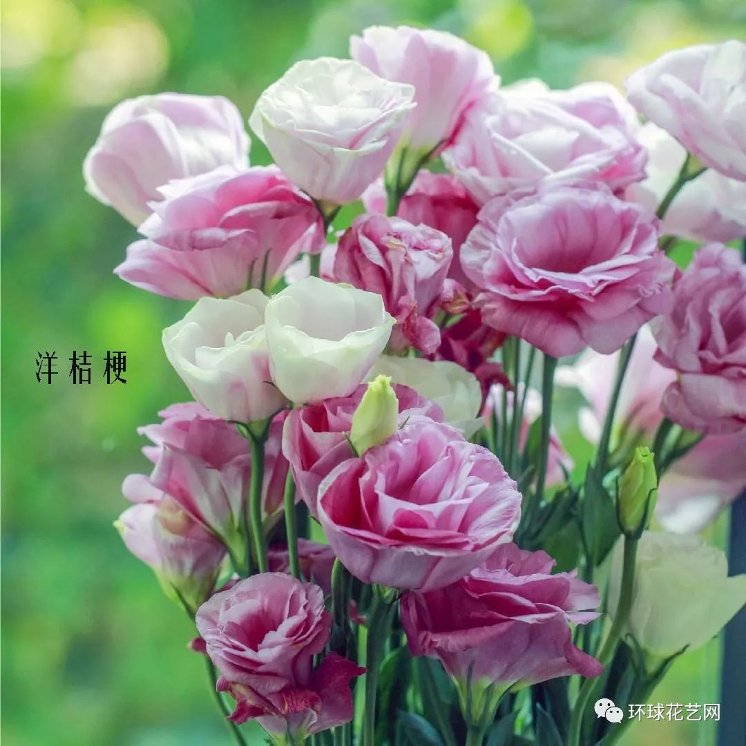 鲜花店常见花材品种大全,花店里同款的两种不同价格的花材