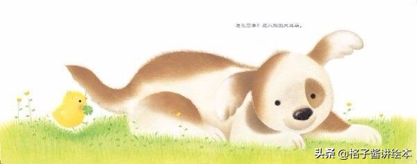 绘本推荐小鸡球,小鸡球球幼儿园绘本推荐卡