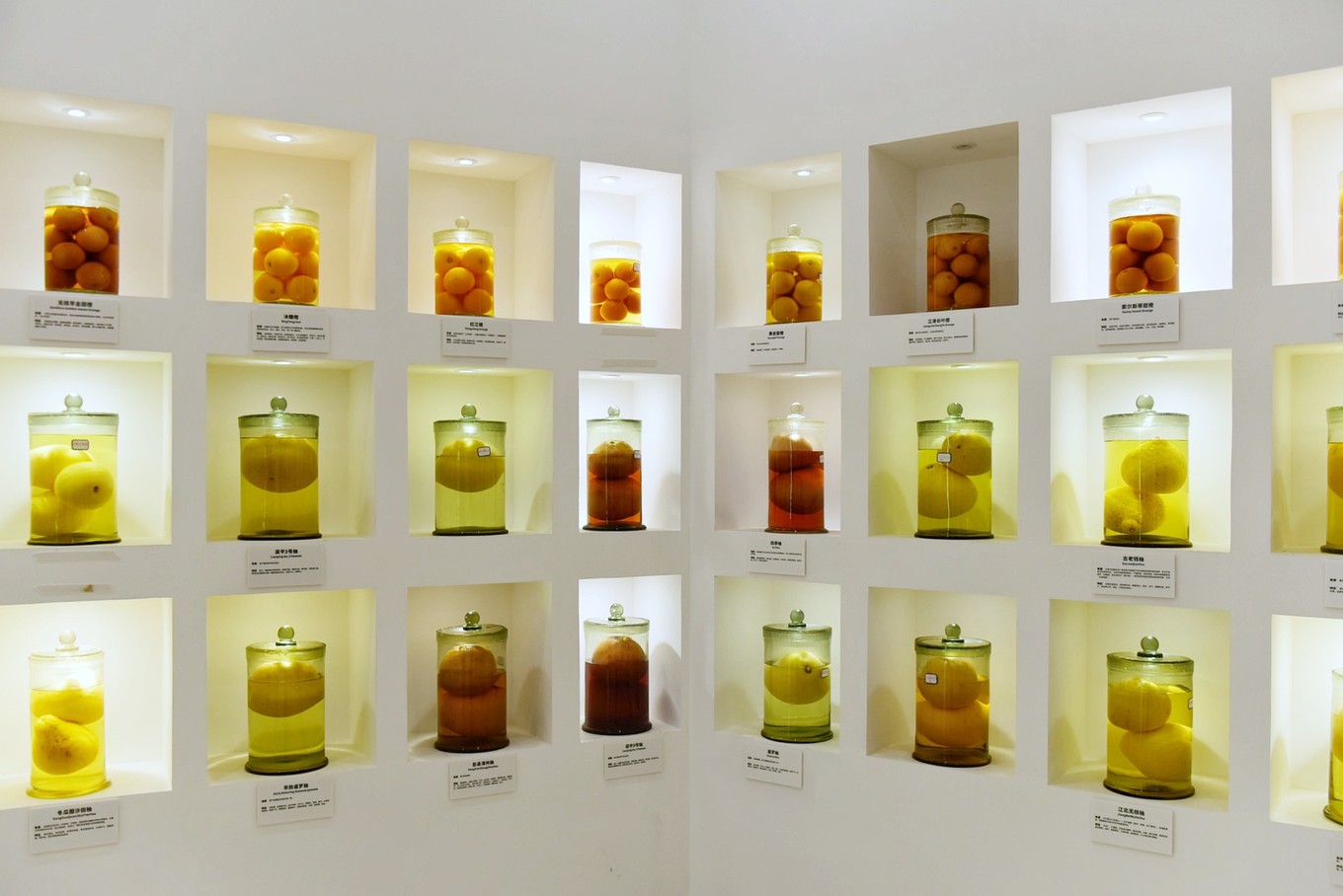 重庆市忠县柑橘园,柑橘之乡忠县