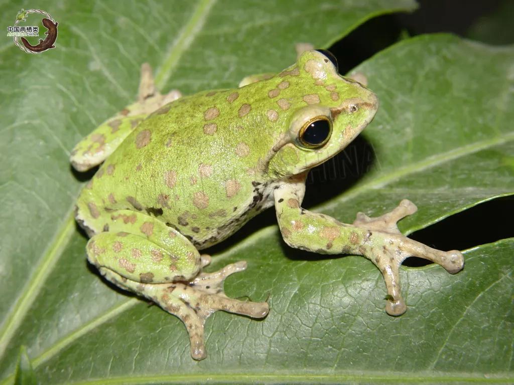 第一种！千万别吃波！