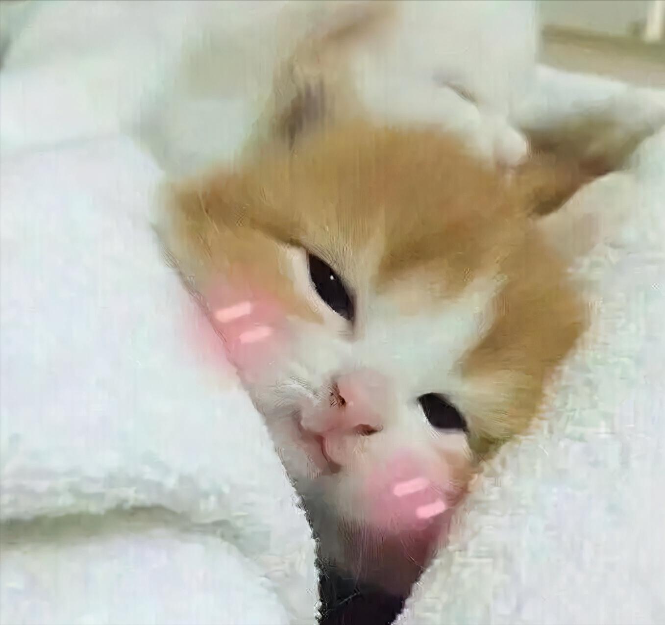 猫咪掉毛很严重补充什么维生素,猫咪脚上突然斑秃掉毛是怎么回事