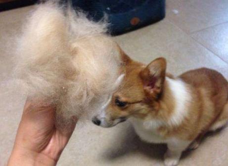 柯基和贵宾犬哪个好养,贵宾犬与柯基犬哪个适合孩子养