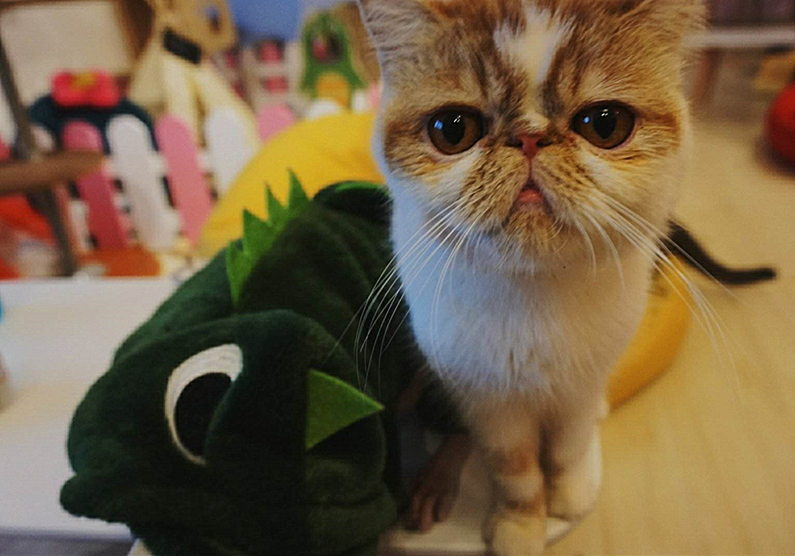 猫咪迟迟不怀孕怎么回事,猫咪死胎不出来怎么办