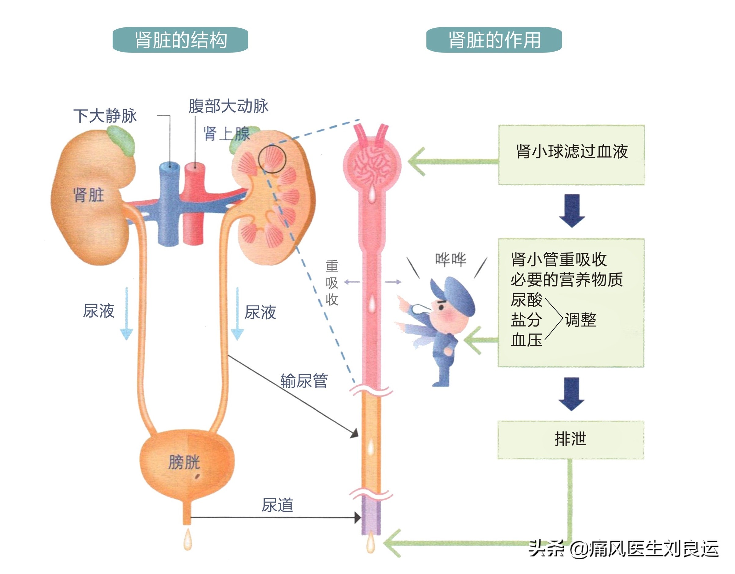 尿频是前列腺炎吗,尿酸高对前列腺有啥影响