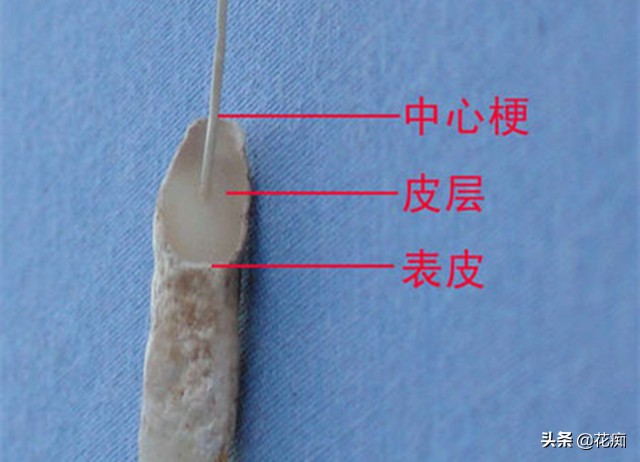 兰花烂根养殖方法和技巧,烂根的兰花重新上盆如何浇水