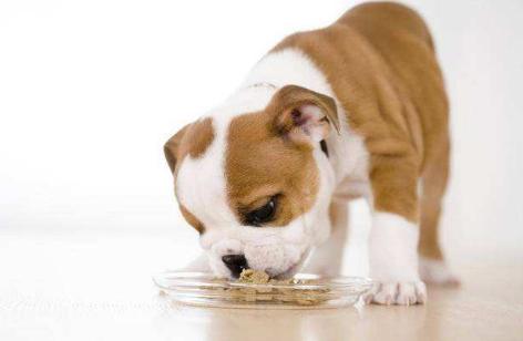 怎样纠正狗狗不吃狗粮的坏毛病,盘点狗狗护食的纠正大法