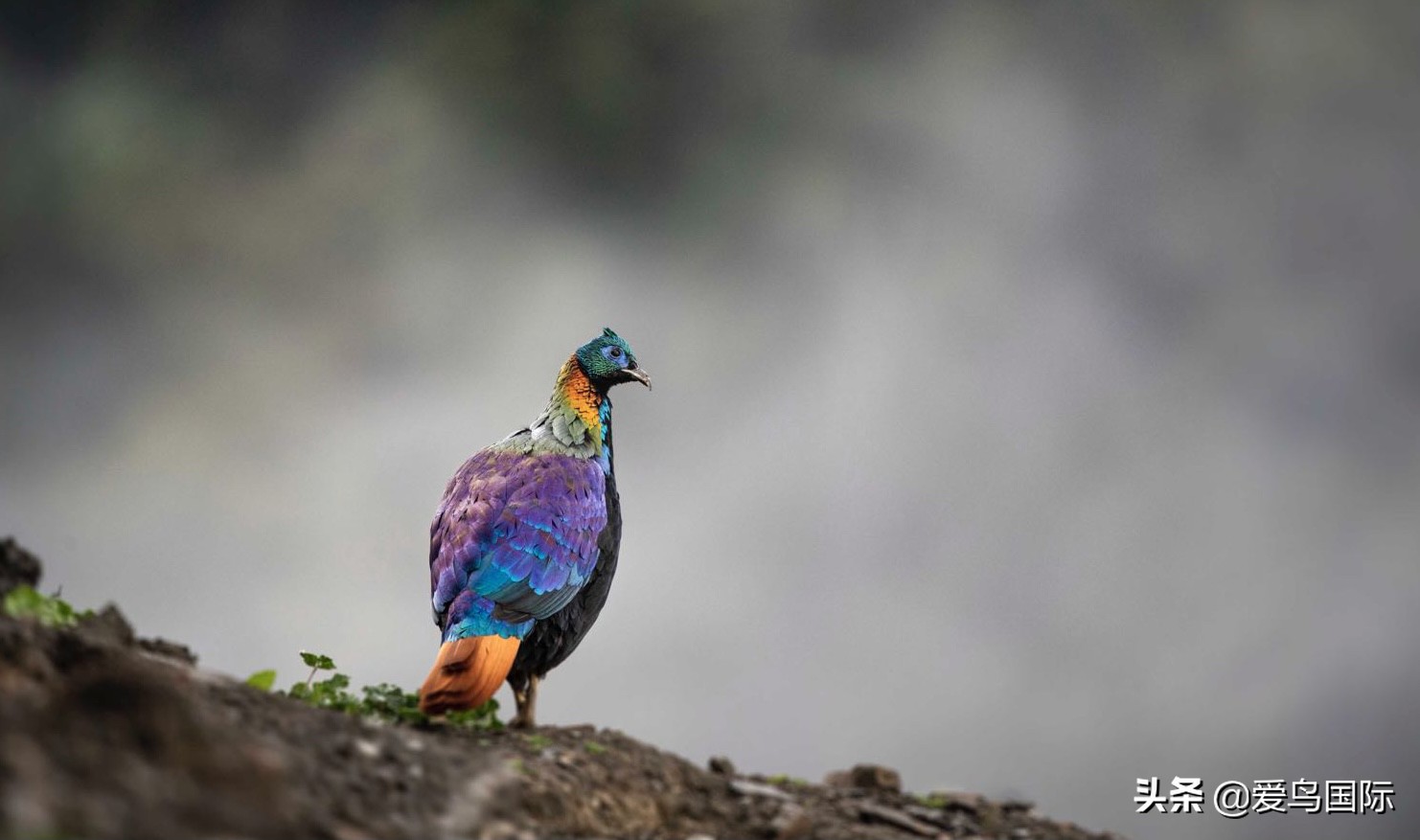 鸟类最好看的照片,100张绝美鸟类图片