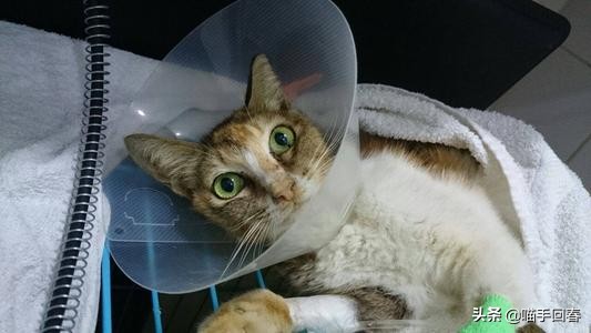 猫瘟和猫艾滋,艾滋猫是怎么回事