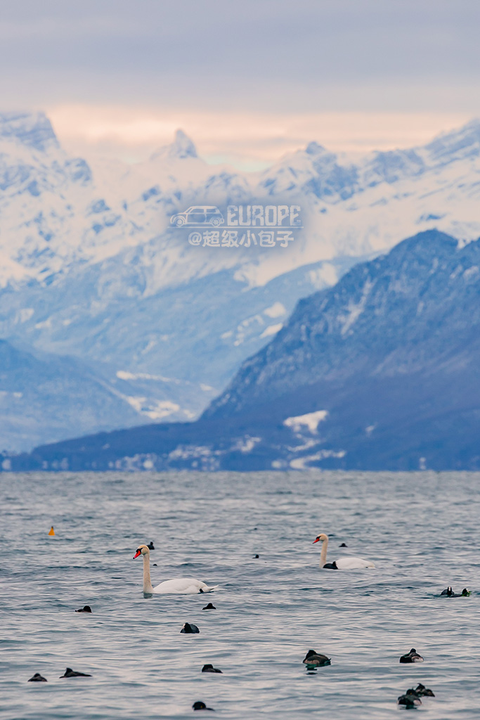 这里不仅出产世界最贵的水，还是各种世界冠军的集合地