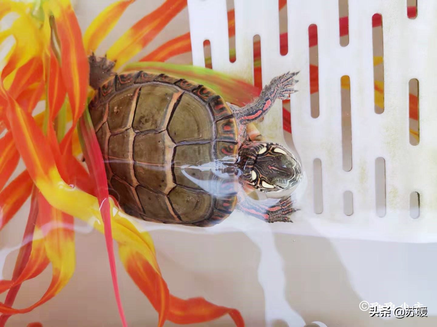 如何看龟龟肺炎好了,龟龟肺炎