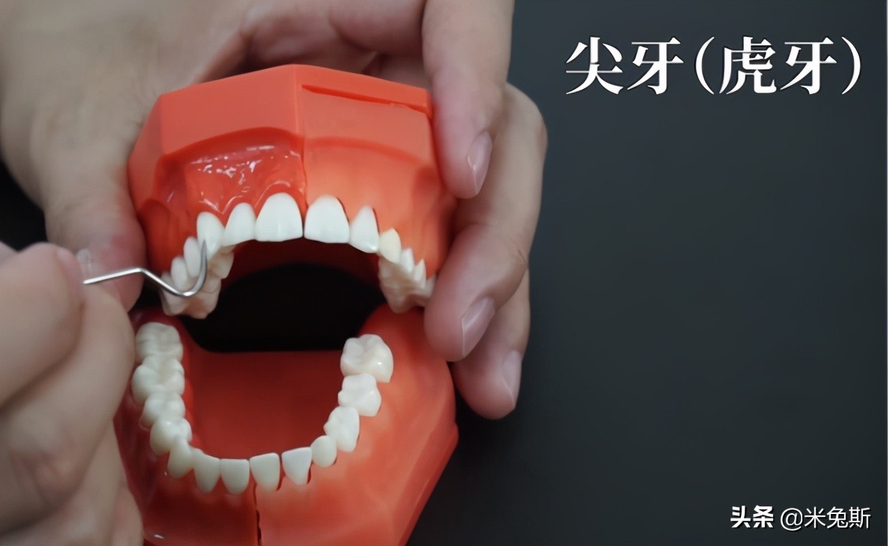 大家牙齿发育的怎么样,大家牙齿都长什么样