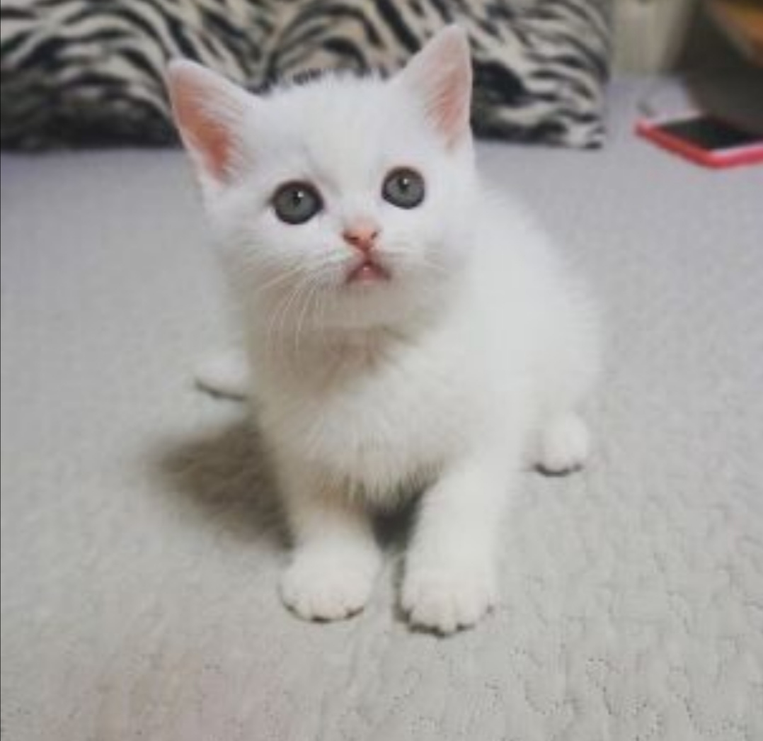 写小狗小猫小兔的外形描写作文,描写小猫小狗的好段落