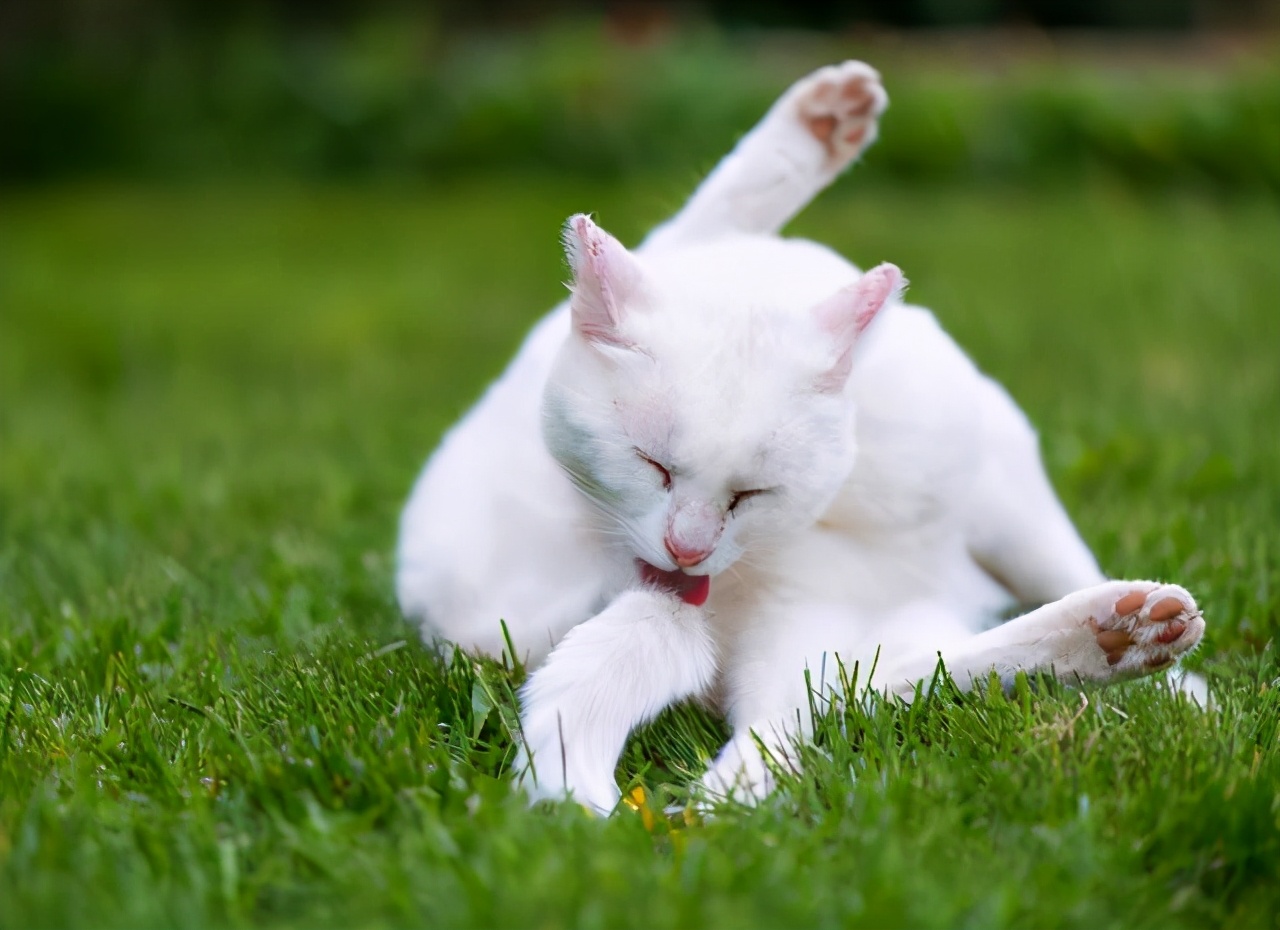 猫咪舔这些地方，就要注意了，它是有话要对你说