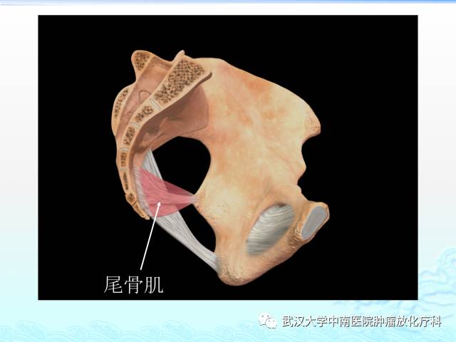 女性盆腔解剖与断层影像
