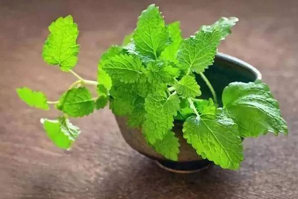 吸毒草开完花后如何打理,吸毒草叶子发黄怎么办