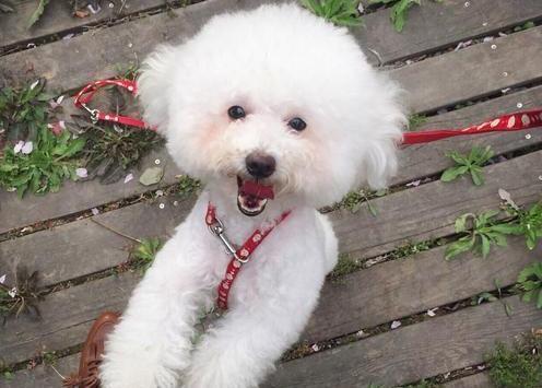 贵宾会把家里谁当主人,巴哥犬把你当妈妈了