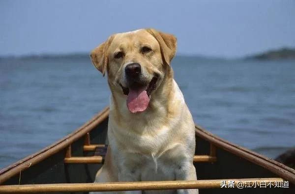 世界上最好的狗狗是不是拉布拉多,拉布拉多是世界上最可爱的小狗
