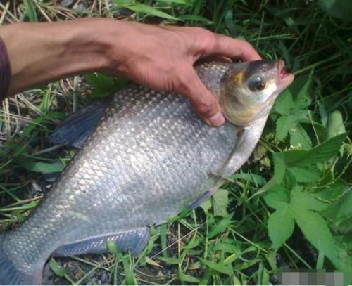 武昌鱼暂养方法,武昌鱼的生活习性