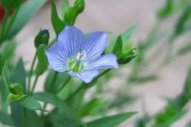 粉色和紫色的植物有哪些,紫色的植物有哪些品种