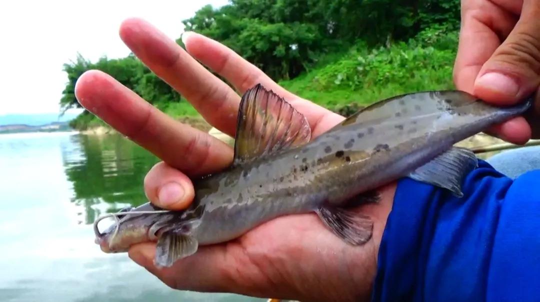 钓到牢底坐穿兽放生,钓鱼钓到鱼不要放生还会被罚吗