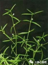 中药图片大全名称,中药图片大全带药名高清