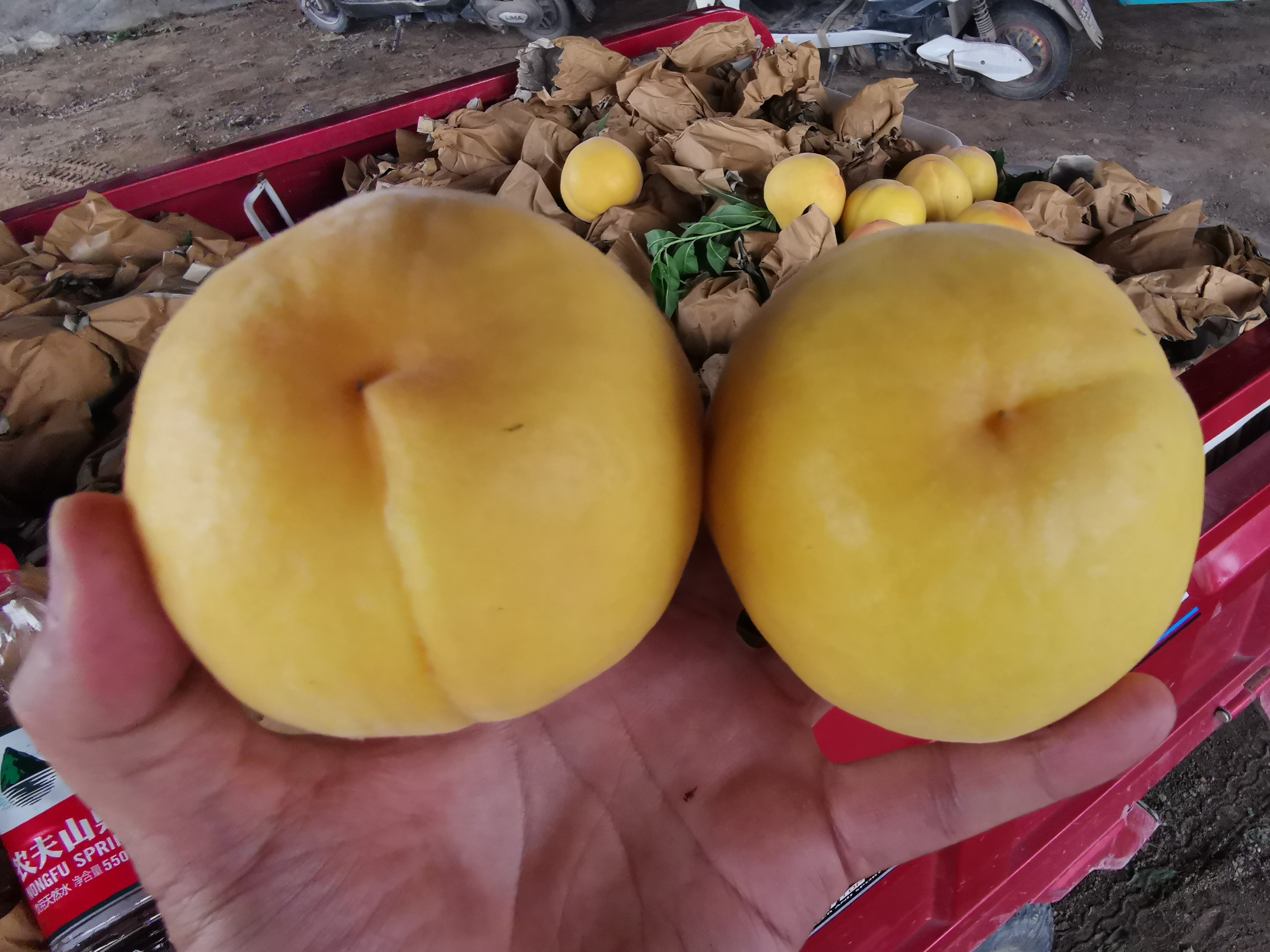 黄金蜜桃一号介绍,黄金蜜桃5号品种简介