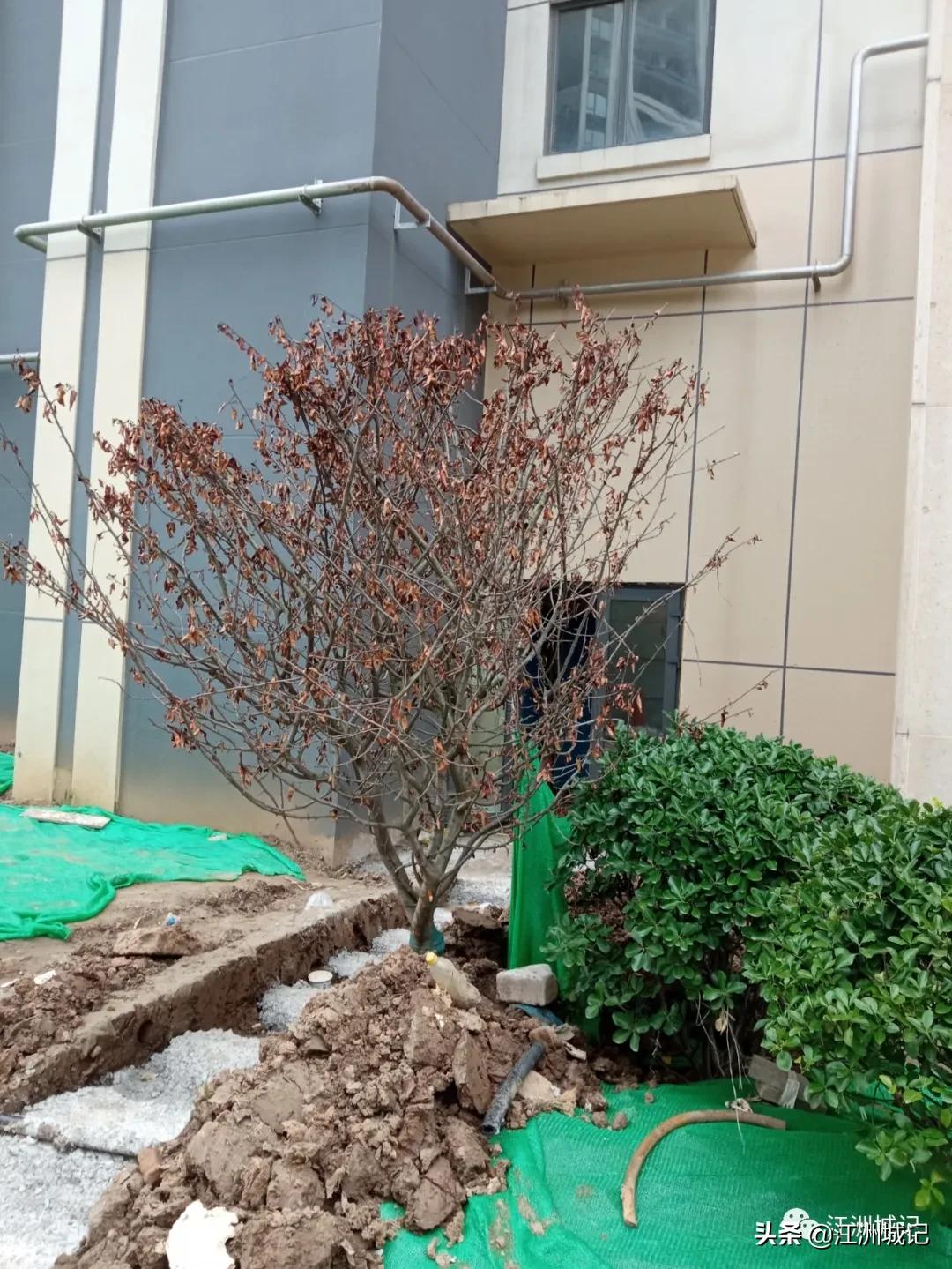 景瑞天赋滨江效果图,景瑞天赋滨江最新规划