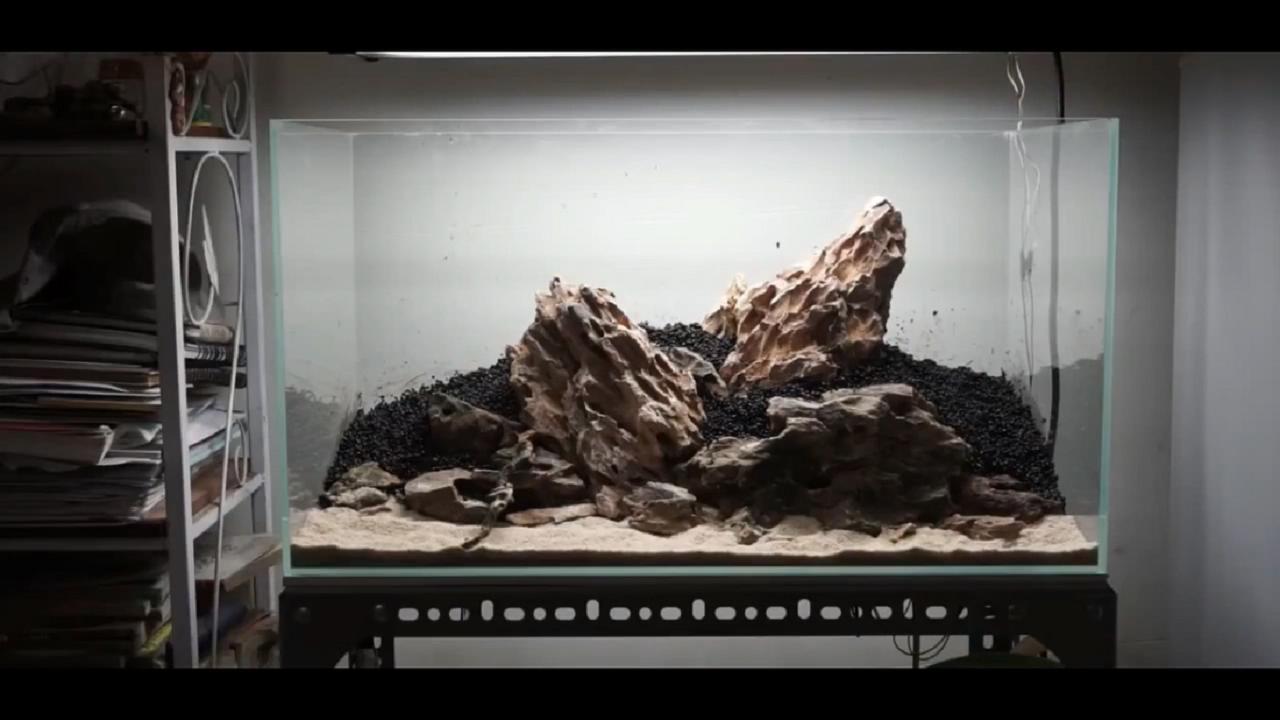 草缸皇冠水草造景,假山草缸水草造景