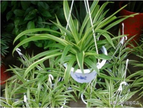 绿萝吊兰能活多久,怎么拯救要死的绿萝