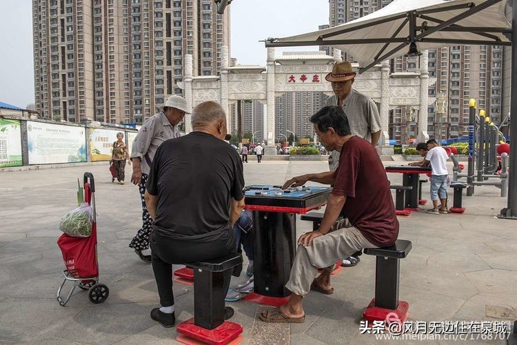 济南一颗梧桐树,济南的法国梧桐