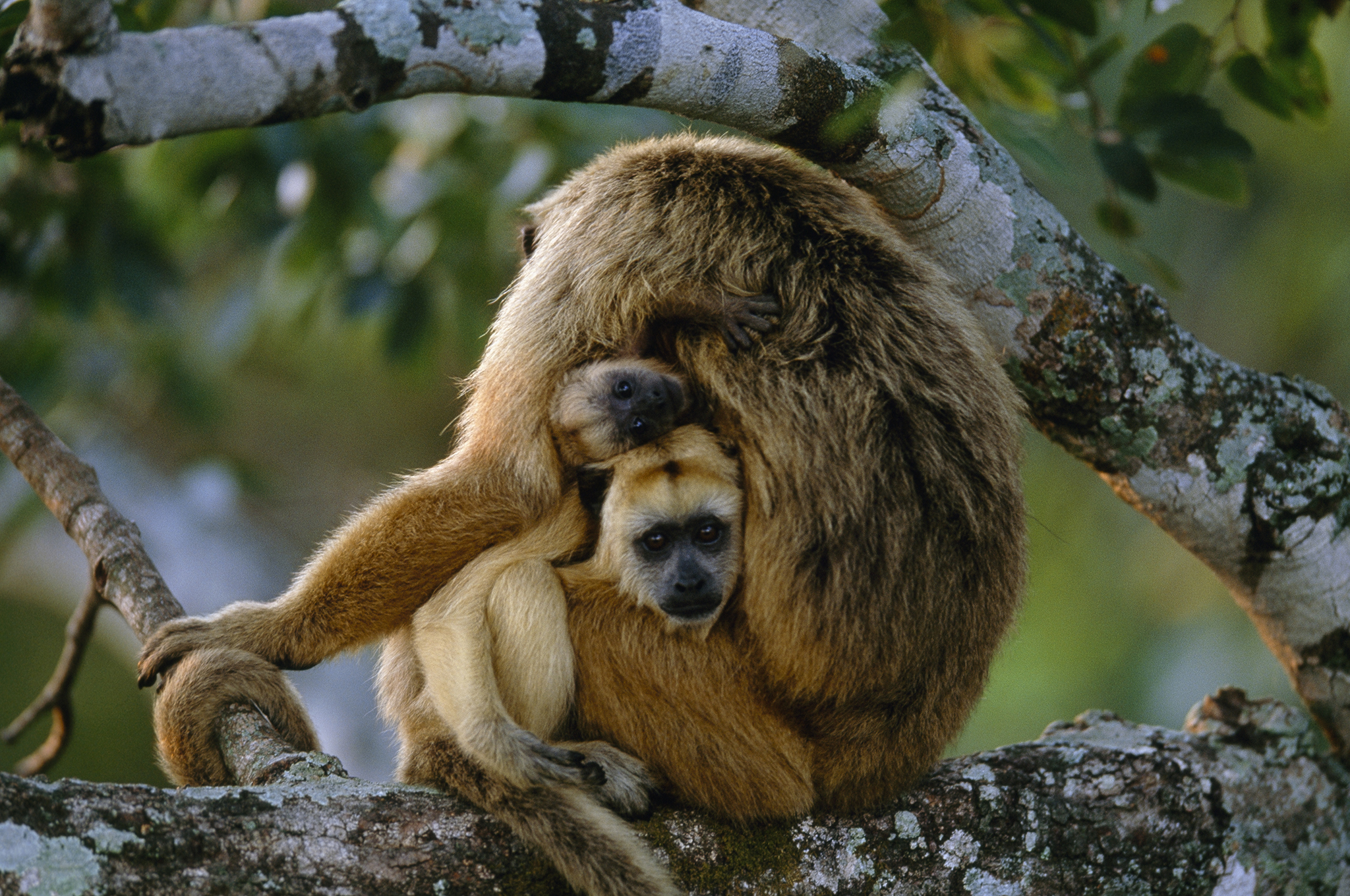 猴子为什么怕蛇的原因,猴子有多怕蛇