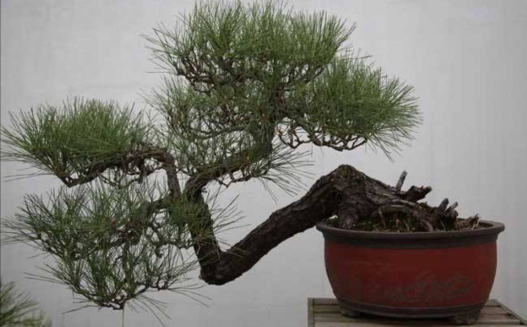 山松盆景新桩较难成活怎么办,适合做盆景的下山松