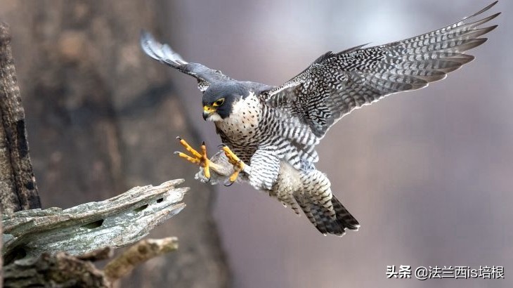 游隼为什么能飞那么快?绝招破解气流分离难题,加速无极限